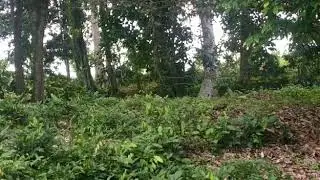 THE LOCATION OF GECKOS IN THE WILDERNESS