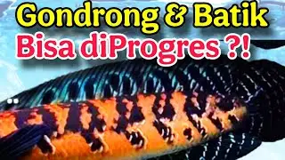 Rahasia Maru Gondrong dan Channa Maru Batik, Ternyata ...