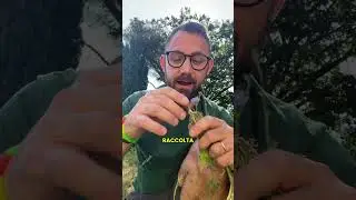 CICORIA SELVATICA, la pianta che fa bene all&rsquo;intestino #pianteofficinali #rimedinaturali #wildherbs
