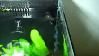 Making the fluval spec Betta safe