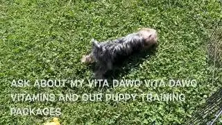 Yorkiepoo Puppy Edward   SD 480p