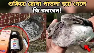 কবুতর শুকিয়ে যাওয়ার কারণ।কবুতর রোগা পাতলা হয়ে গেলে কি করবেন। Kobutor। Pigeon Treatment