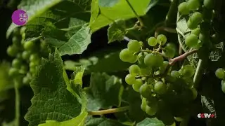Heatwave cheers up Belgian wine producers with record harvests