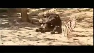 Lustiger Tier Musik Tanz