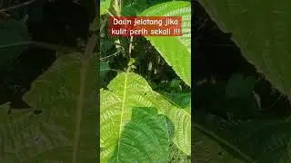 Daun jelatang jika terkena kulit perih sekali !!! #daunjelatang #shortvideo #shortsviral