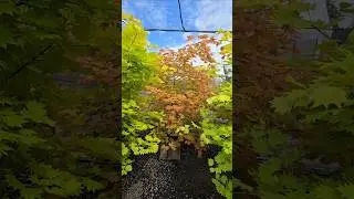 Full Moon Maples #gardening #oregon #maple #acer #landscaping #landscapearchitecture