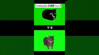 Maxwell cat vs oiiaoia cat #cats# catmemes# meme# fyр# adsurd# memes# funny cat # funny cats