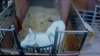 Foal Watch Live Cam 02.24.2026