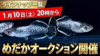 【1月10日(土)20時から】めだかオークション開催｜豪華ラインナップを一挙公開