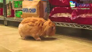 KORNA Pet Commercial 15 sec.
