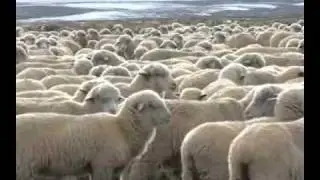 Utah Sheep Improve Sage Grouse Habitat