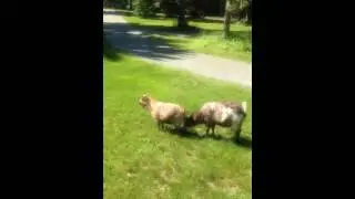 Fainting Goats