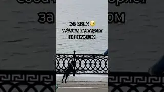 #мило #собачка #хозяин #набережная #собачка #собаки #прогулкассобакой