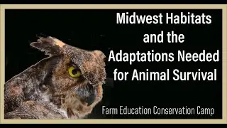 Midwest Habitats and the Adaptations Needed for Animal Survival