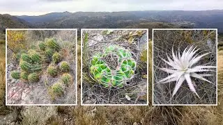 🌾 ¡Descubre las Plantas Nativas y Cactus Más Increíbles de Córdoba, Argentina! 🌵 I CACTUS I DYCKIAS