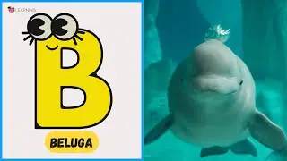 🎵 Песня про дельфинов ABC для детей | Учим алфавит и названия дельфинов от A до Z | UZR Learning ...