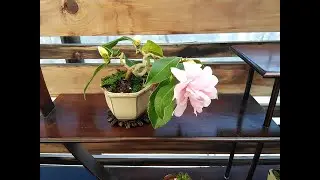 Shohin and mame Bonsai show in Japan Dec 2020.