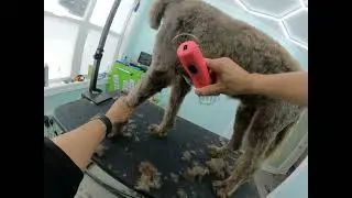 Relaxing Dog Grooming ASMR
