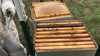 Working a Africanized/Hybrid Beehive