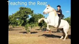 Teaching the Rear // No ropes / Bareback / Bridleless ♡