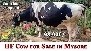 HF Cow for Sale in Mysore Karnataka - Top Quality High Milk Yield and 2nd Time Pregnant