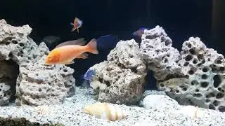 silver arowana, African cichlids tank setup, geophagus topasus, clown loch,frntosa#flowerhorn #fish