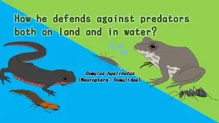 Defensive spray by a semiaquatic osmylid larva for both aquatic and terrestrial predators