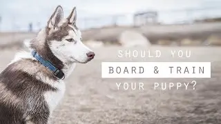 We Tried a 4-Week Puppy Board & Train Program