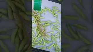 Garden Fresh Roasted Radish Seed Pods &bull; Garden To Plate &bull; GG The Garden Girl #gardening #cooking