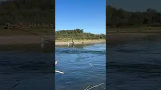 Bobber down at the Chehalis River in Washington ,mouth of the satsop.