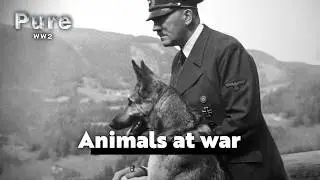 Forgotten Heroes : Animals in World War II - episode 2 | PURE WW2