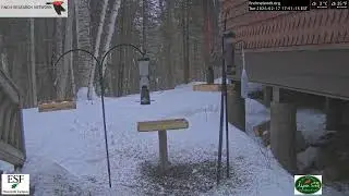 2026-02-17 - Adirondack Interpretive Center - Newcomb, NY - Live Stream Bird Feeder Cam