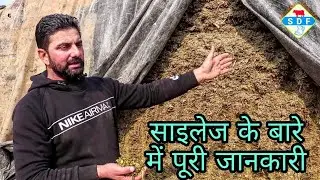 Full Information about Silage. साइलेज को केसे खिलायें, सावधानी