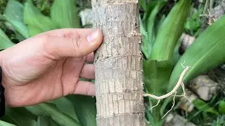 I got a Brazilian lucky wood 🪵 from waste😱/VLOG