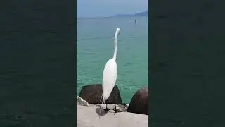 Linda Gar&ccedil;a Natureza Pura