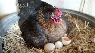 الدجاجة حضنت على البيض في عجلة سيارة وفقست كتاكيت