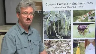 UGA Researchers Work To Control Insect Attacking Southeastern Peas