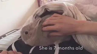 Netherland Dwarf Bunny - Loves to Cuddle - Full Grown