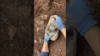Статуя Анубиса, найденная в сундуке с сокровищами