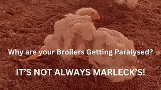 NATURAL TREATMENT AND PREVENTION MEASURES FOR COMMON BROILER PARALYSIS | BROILER LEG PROBLEMS SOLVED