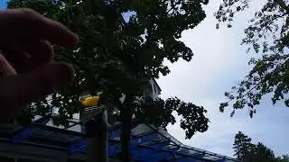 Handymasten zerst&ouml;ren B&auml;ume!