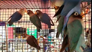 CHEAPEST EXOTIC BIRD MARKET IN INDIA | GALIFF STREET PET MARKET KOLKATA | VISIT APRIL 2ND WEEK