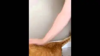 Harold's Mice Bucket Challenge
