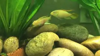 Albino Kribensis pair showing spawning behavior