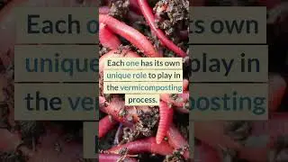 Why YOU Should Own Worms #shorts #vermicomposting #wormcomposting