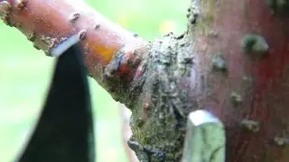 Astring - auf Astring schneiden