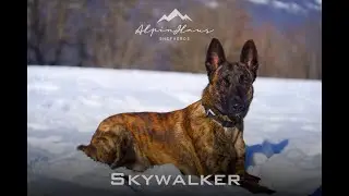 SKYWALKER vom AlpinHaus - Background and Development - Personal Protection Dog