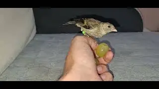 My hand fed hybrid bird raised up by me eating grape 🍇 how to tame birds 