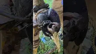 Hoof Care Secrets! Fixing a Cow&rsquo;s Foot with Expert Trimming