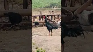 Aseel murga #funnybird #lifeisbutadream #aseelmurga #sad #ihavethisthingwithplants #chicken #birds #